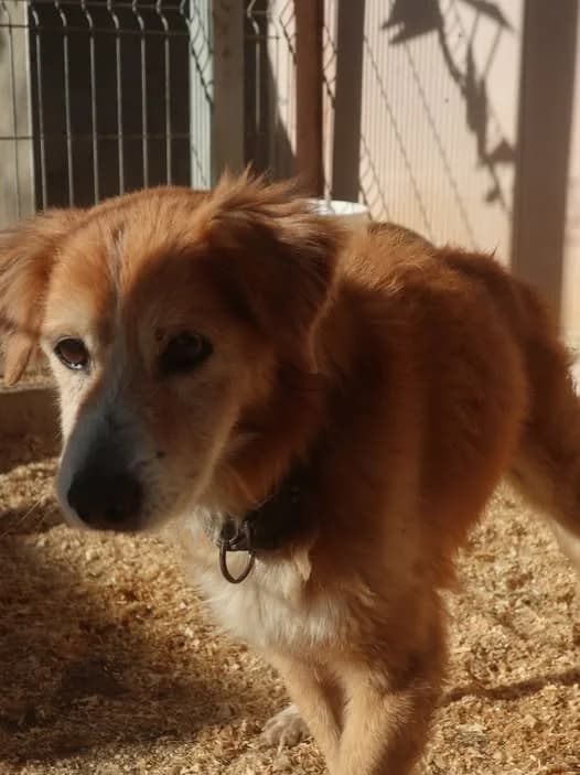 PARA ADOPTAR, Mixed Breed for adoption at Protectora Lydia Argilés
