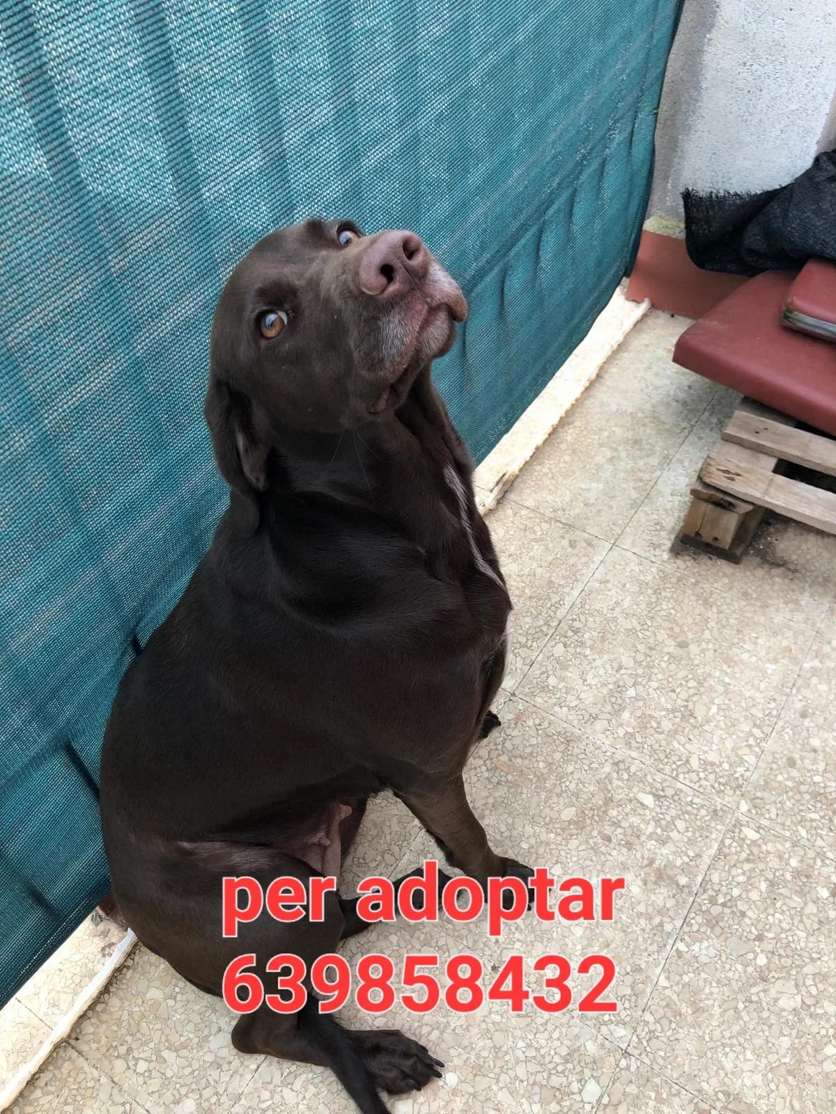 PARA ADOPTAR, female Mixed Breed for adoption at Protectora Lydia Argilés