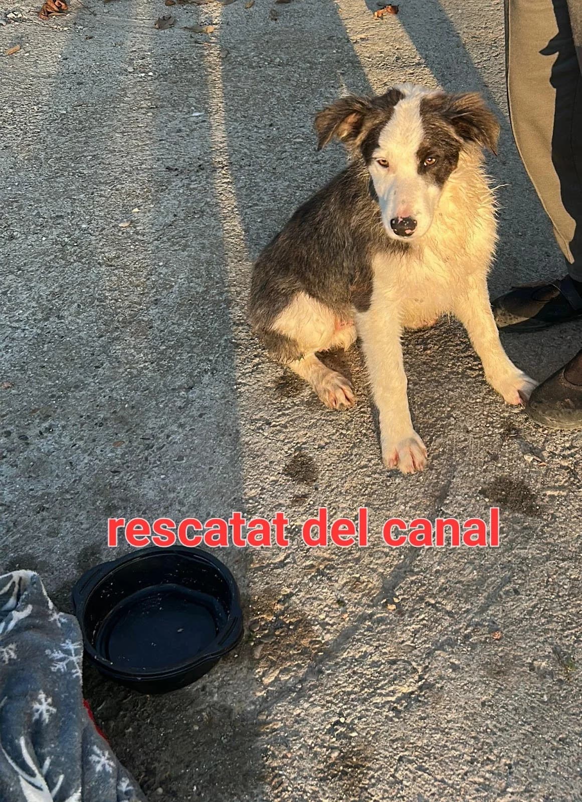 RESCATADO DE DENTRO DE UN CANAL A PUNTO DE AHOGARSE, male puppy Collie for adoption at Protectora Lydia Argilés