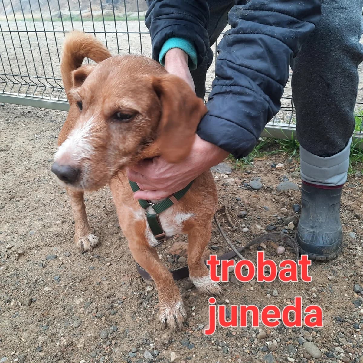 RESCATADO EN JUNEDA, Mixed Breed for adoption at Protectora Lydia Argilés