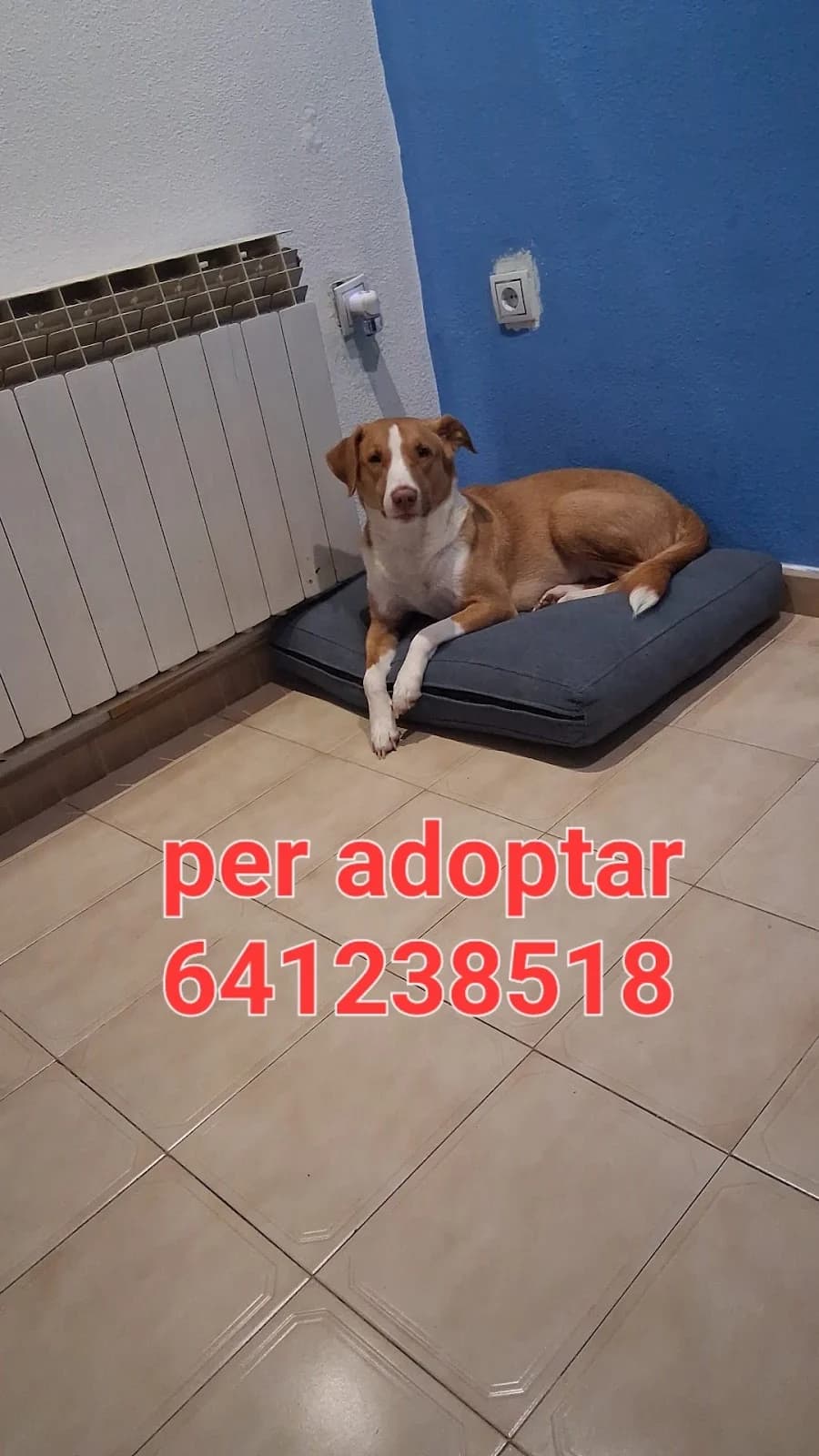 URGE ADOPCIÓN, female Mixed Breed for adoption at Protectora Lydia Argilés