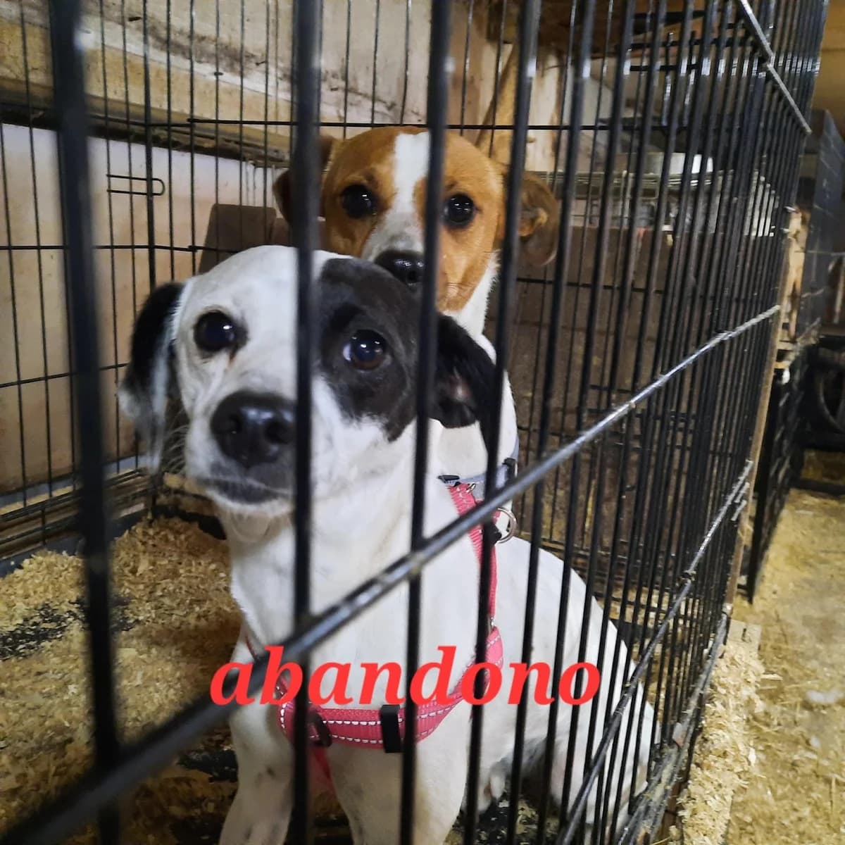 ABANDONO, female Mixed Breed for adoption at Protectora Lydia Argilés