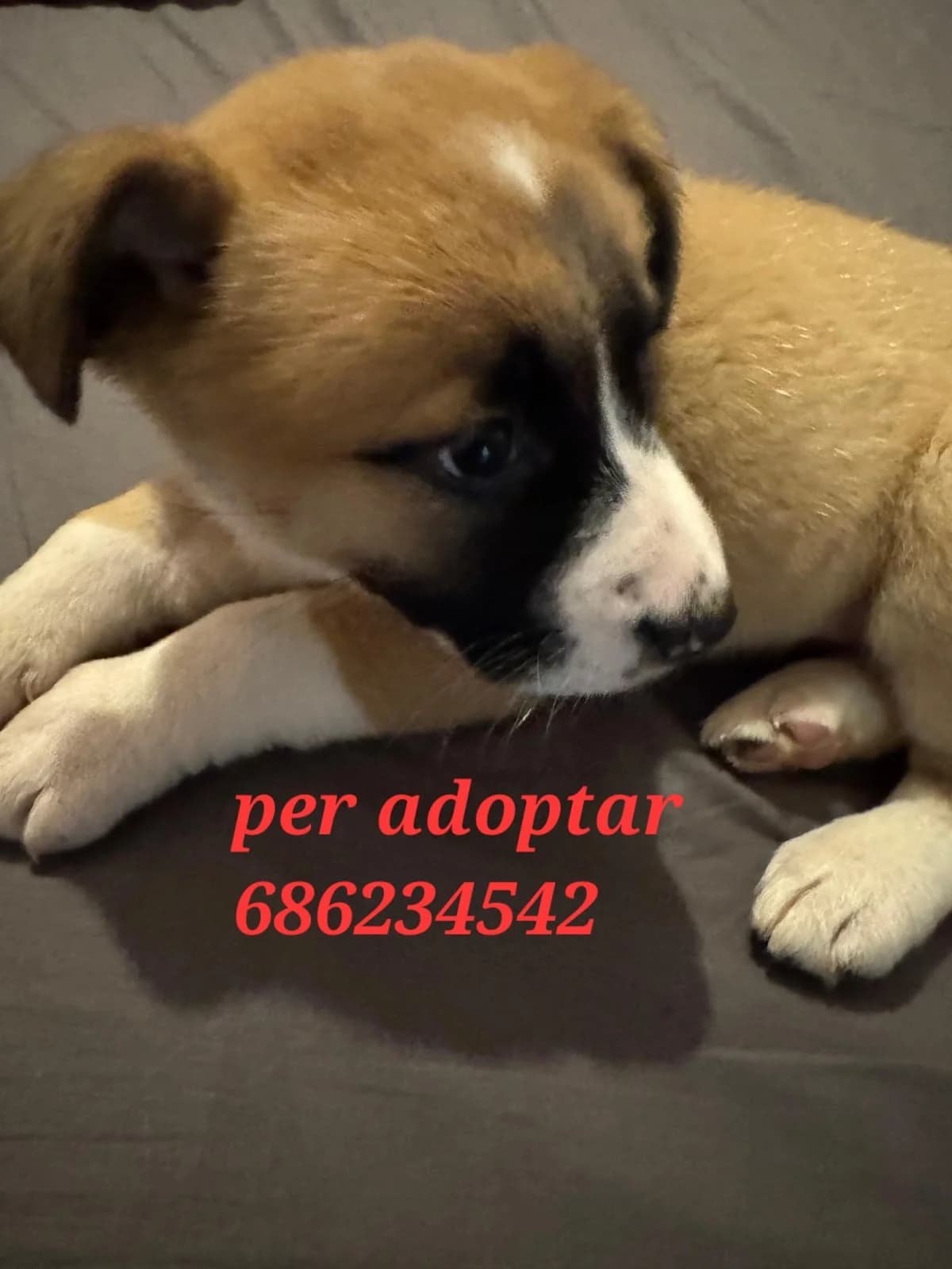 OTRO BEBE ABANDONADO, Mixed Breed for adoption at Protectora Lydia Argilés