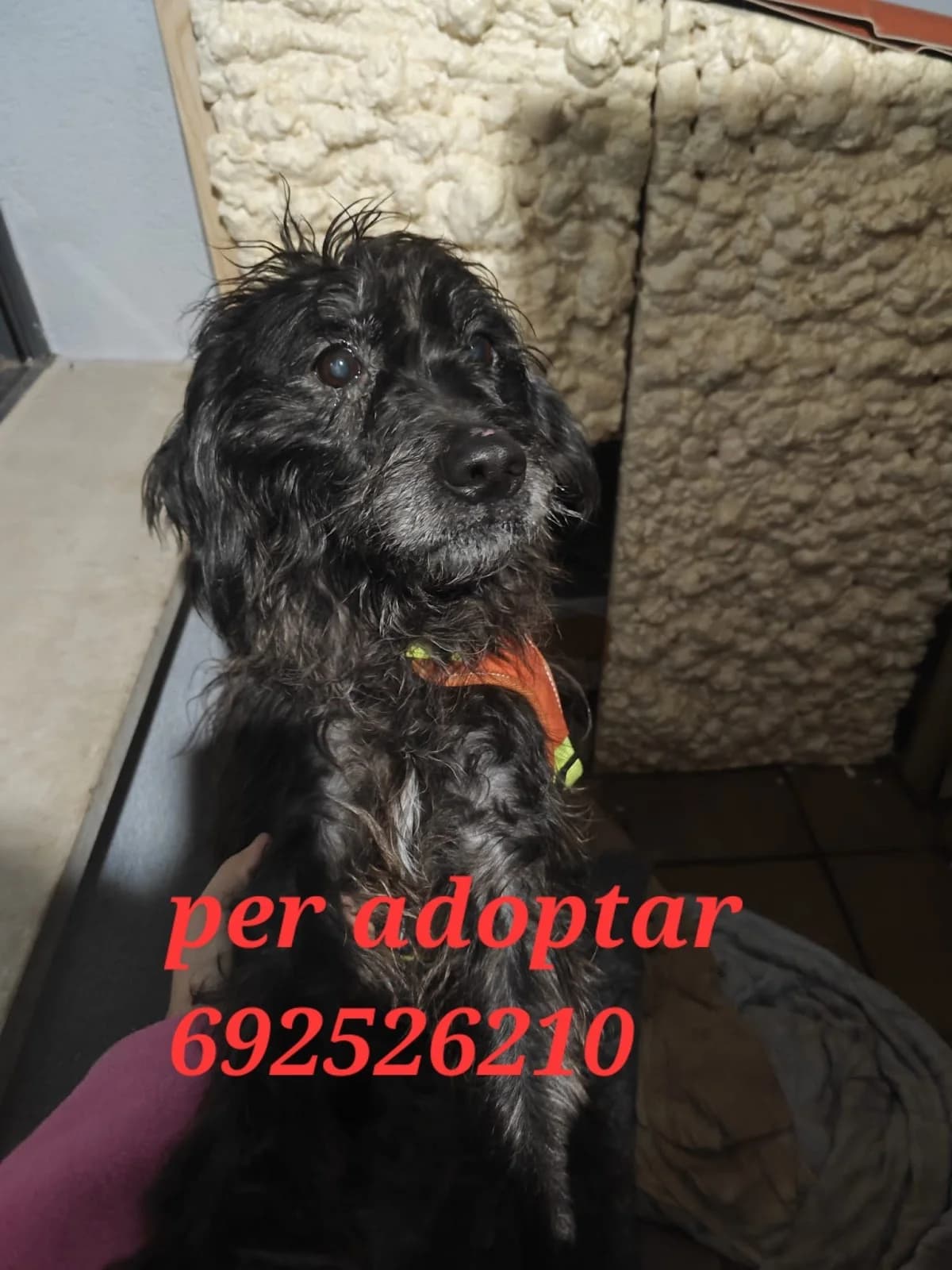 PARA ADOPTAR, female Mixed Breed for adoption at Protectora Lydia Argilés