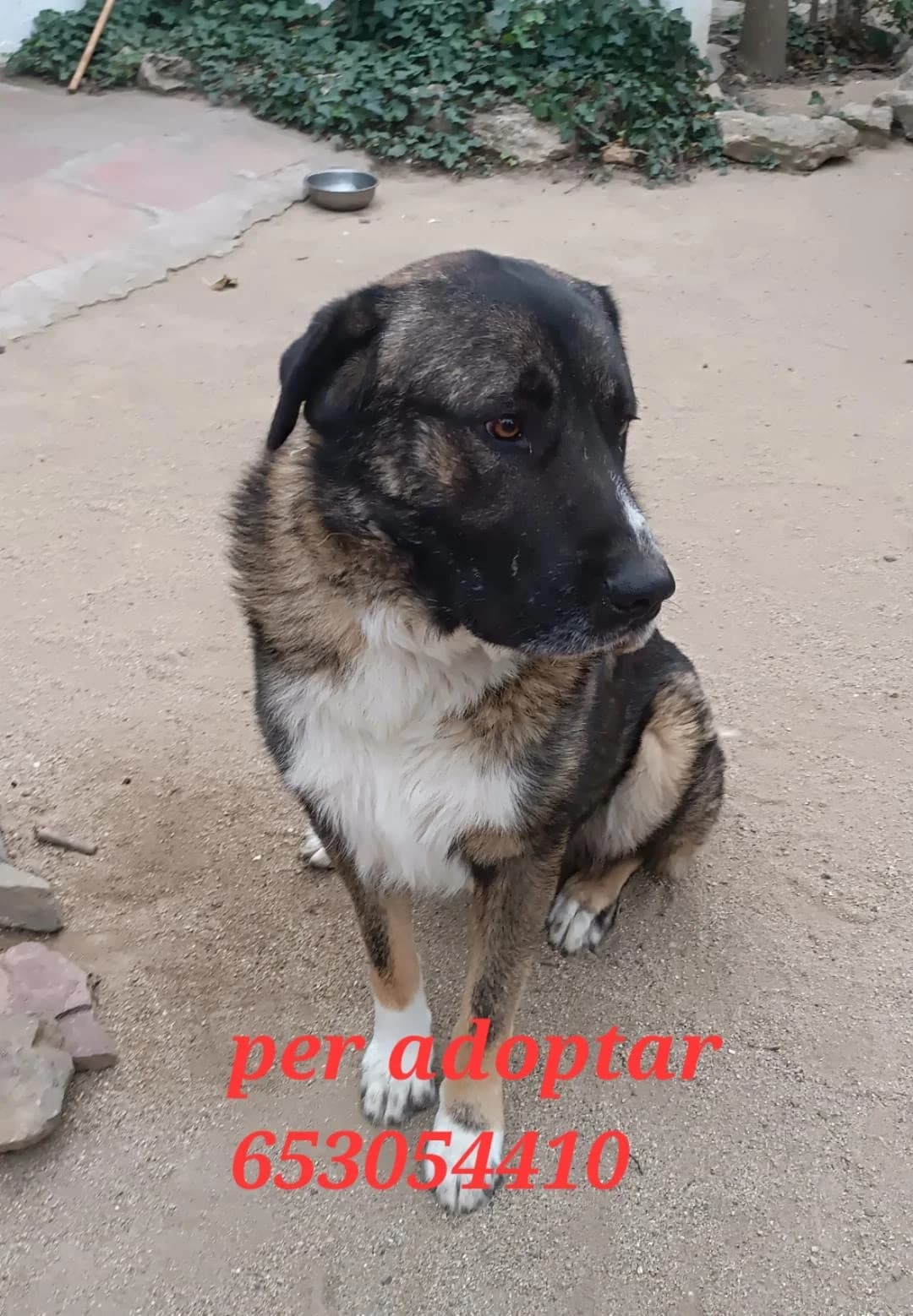 PARA ADOPTAR, female Spanish Mastiff for adoption at Protectora Lydia Argilés