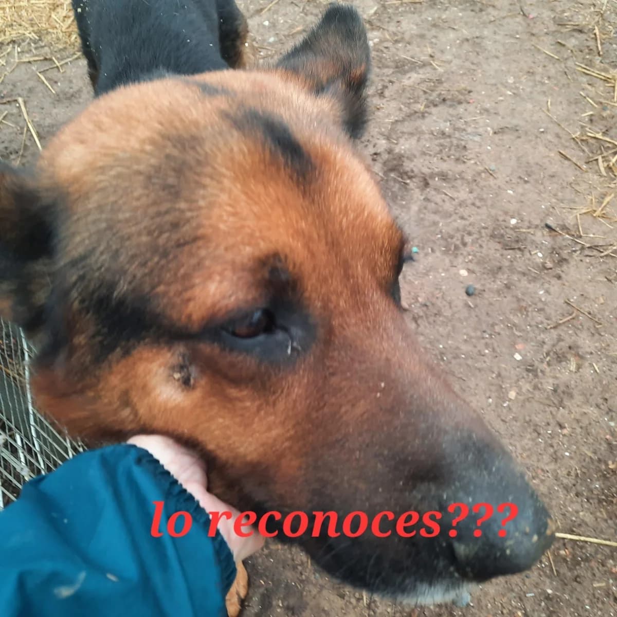 RESCATADO EN LLEIDA, German Shepherd for adoption at Protectora Lydia Argilés