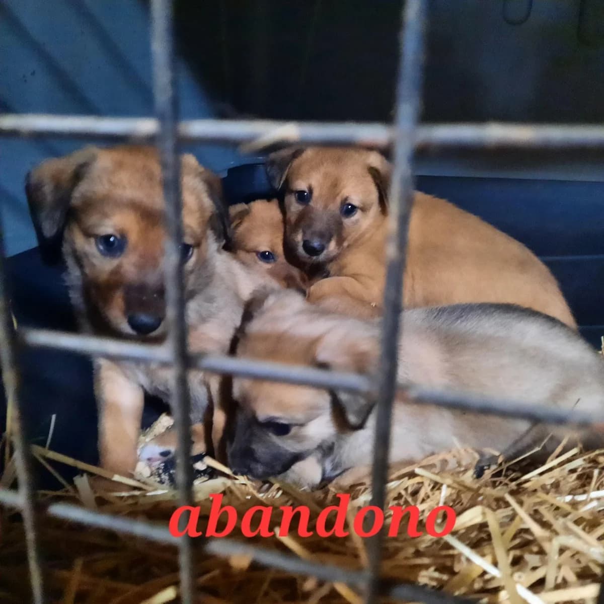 ABANDONADOS EN UNA ACEQUIA, puppy Mixed Breed for adoption at Protectora Lydia Argilés