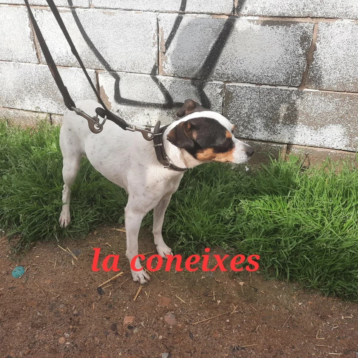 ENCONTRADA EN LLEIDA, Mixed Breed for adoption at Protectora Lydia Argilés