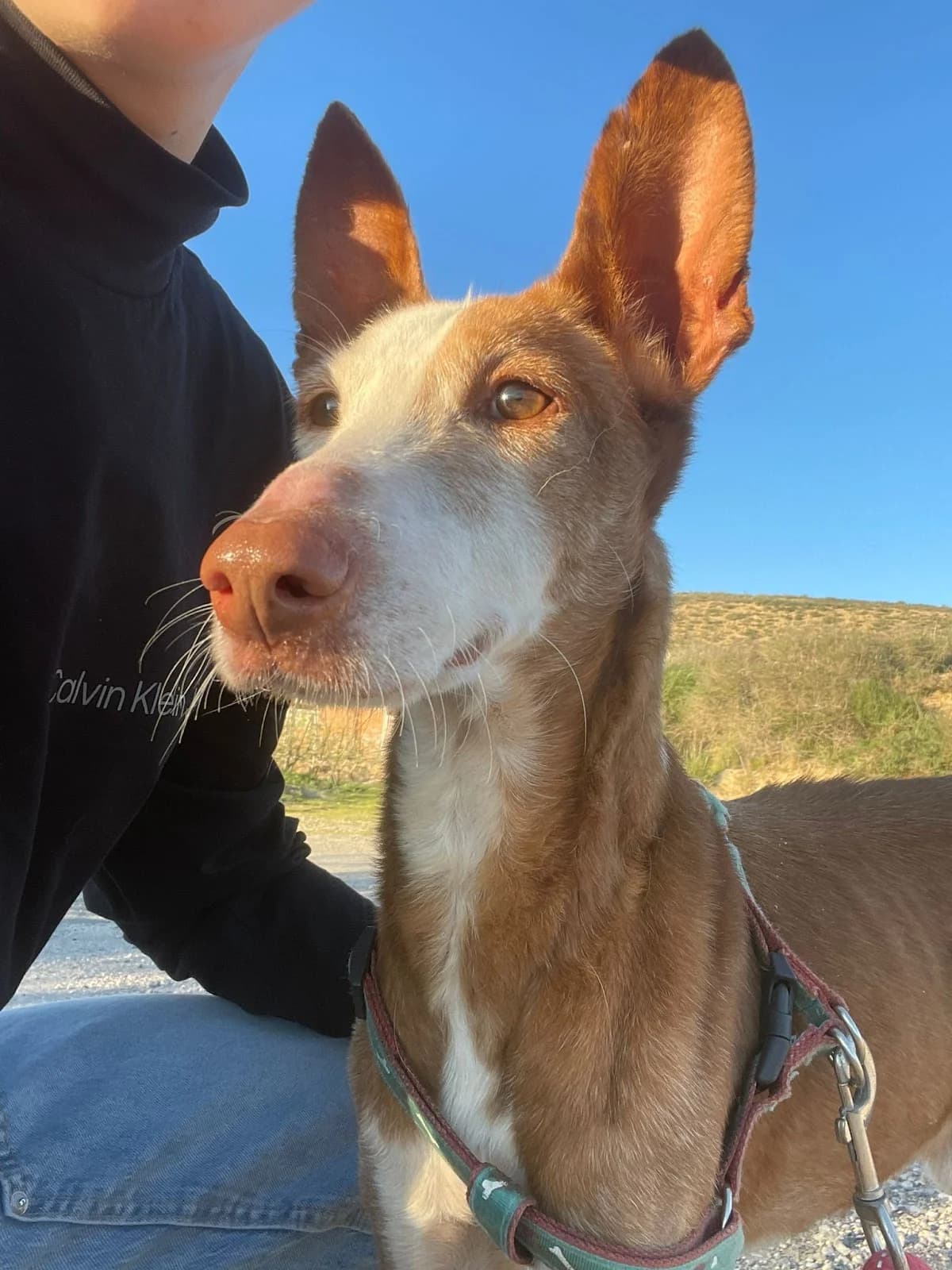 PIT, ESTE MAGNIFICO PODENCO, male Mixed Breed for adoption at Protectora Lydia Argilés