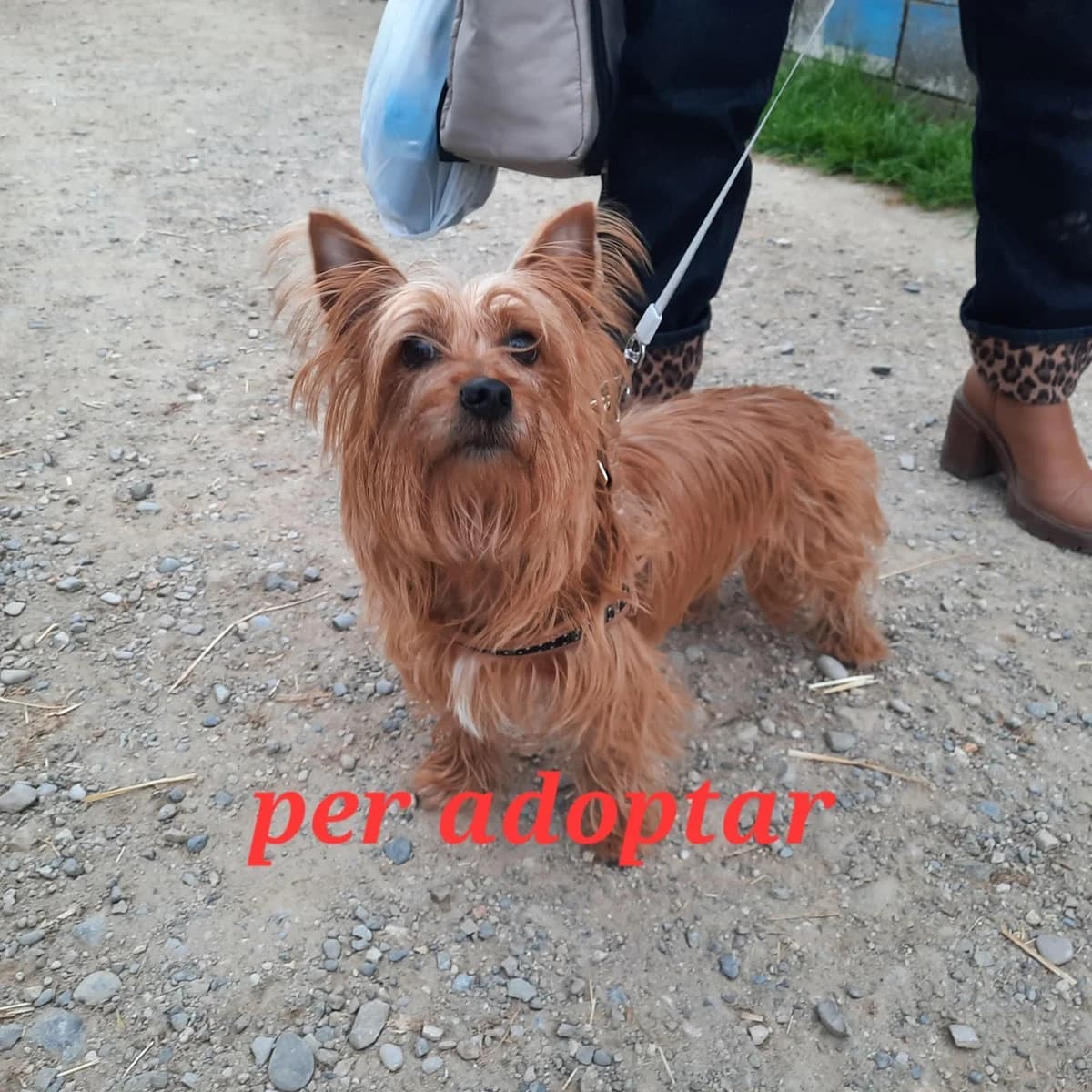 UN HOGAR PARA ÉL, male Mixed Breed for adoption at Protectora Lydia Argilés