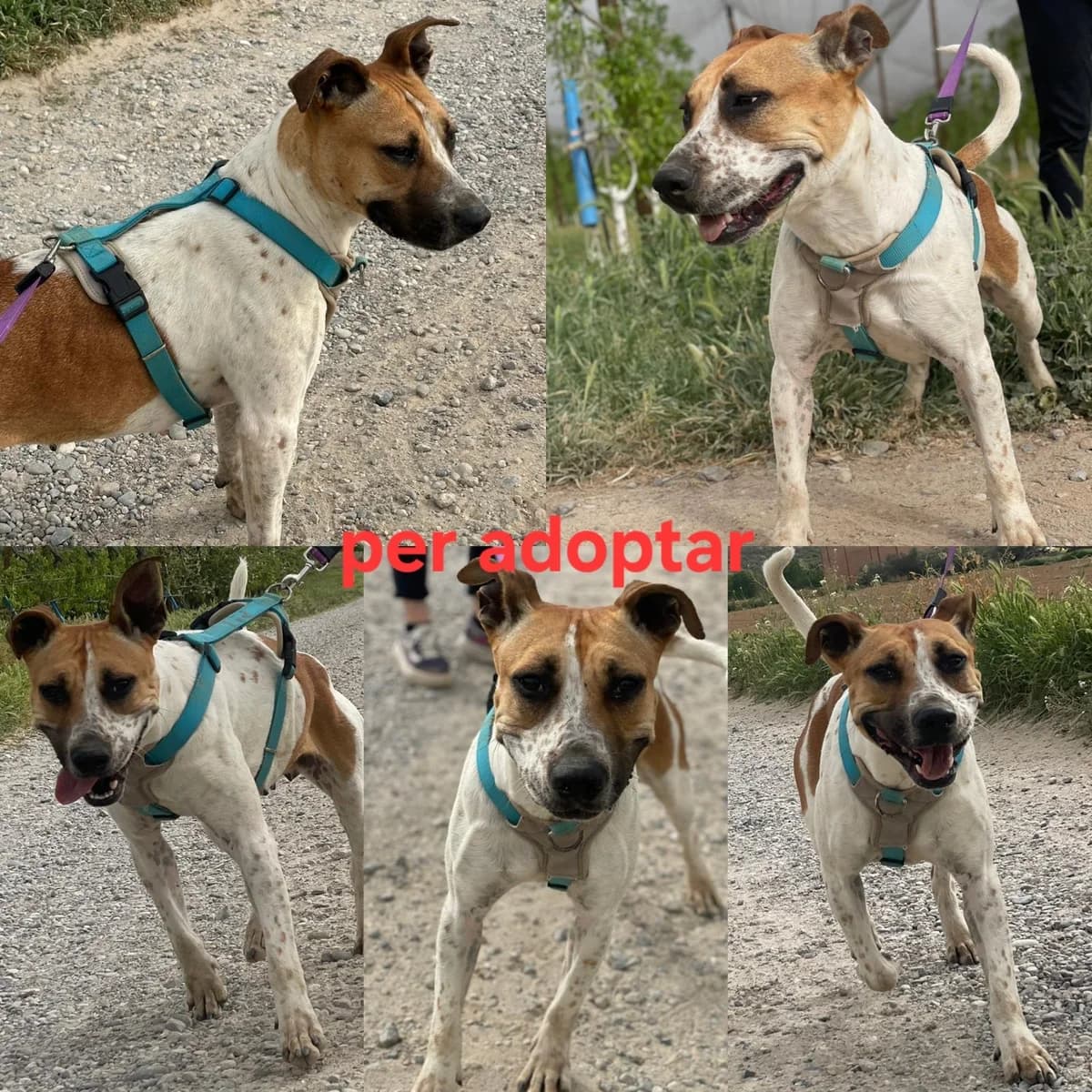 PARA ADOPTAR, female Pit Bull Terrier for adoption at Protectora Lydia Argilés