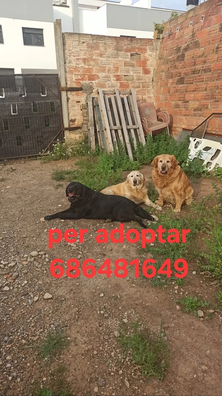 URGE ADOPCIÓN, female Mixed Breed for adoption at Protectora Lydia Argilés