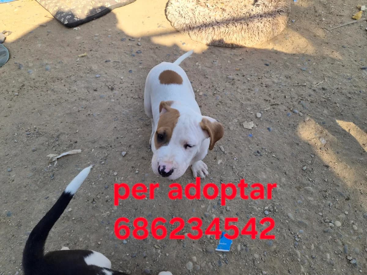 URGE HOGARES PARA ELLOS, male Mixed Breed for adoption at Protectora Lydia Argilés