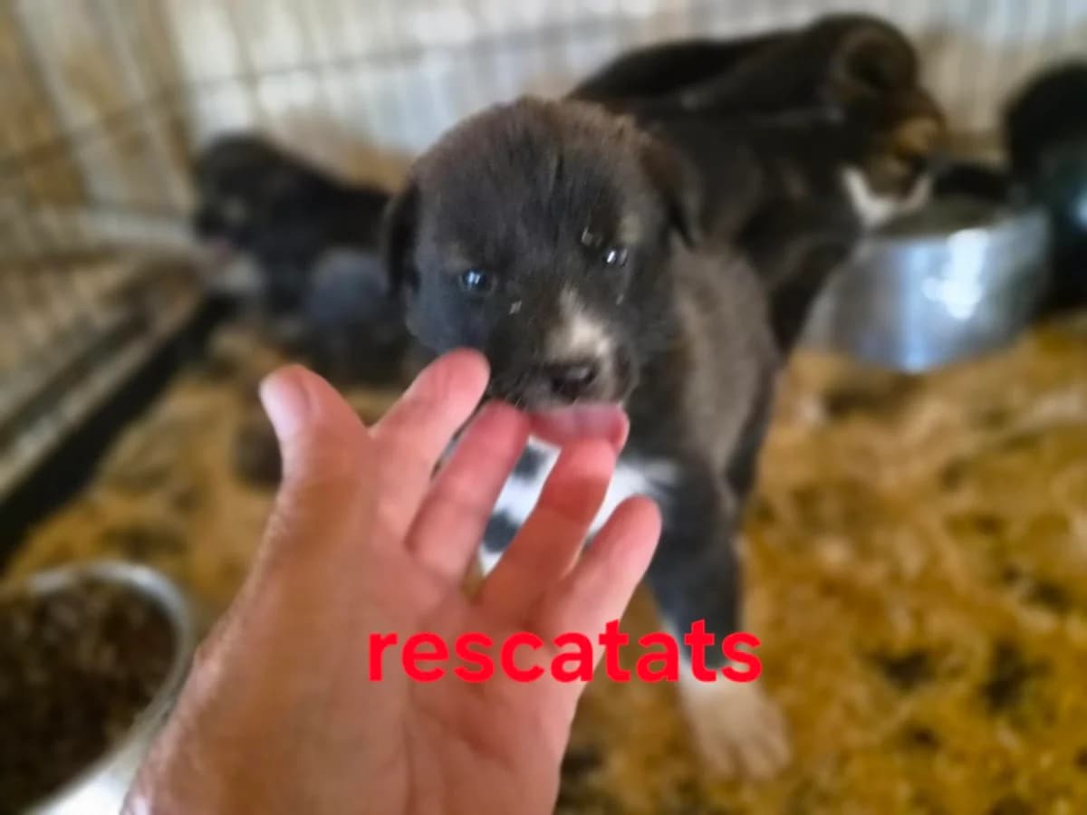 6 CACHORROS ABANDONADOS EN LLEIDA, Collie for adoption at Protectora Lydia Argilés