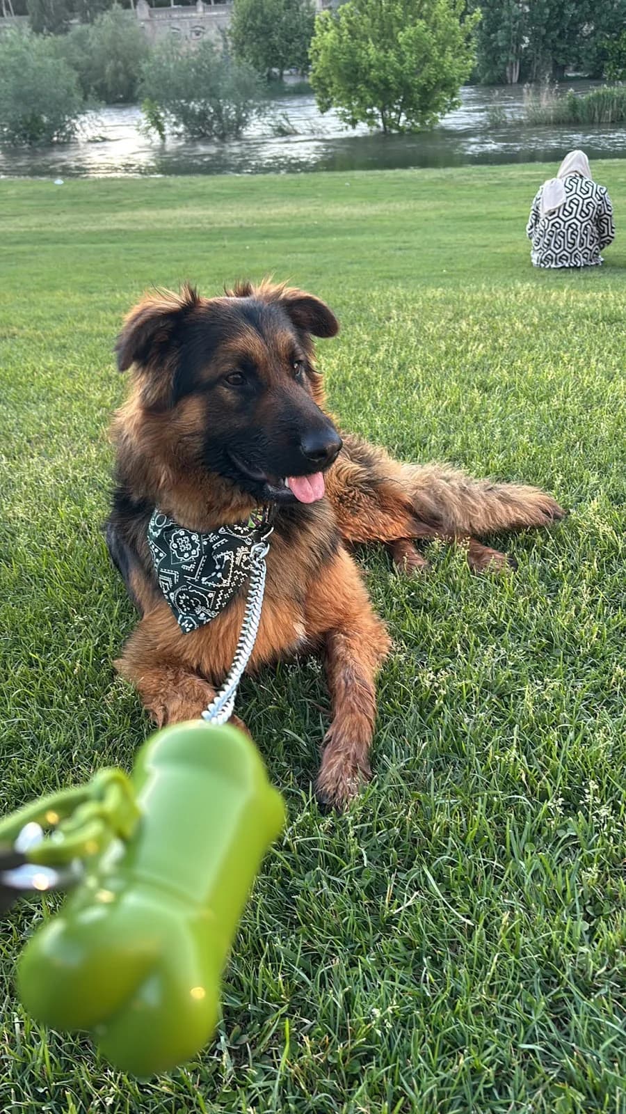 URGE HOGAR PARA MAX, female Mixed Breed for adoption at Protectora Lydia Argilés