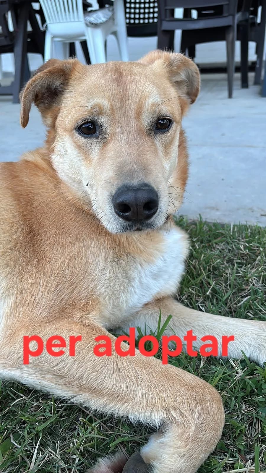 URGE UN HOGAR PARA EL, male Mixed Breed for adoption at Protectora Lydia Argilés