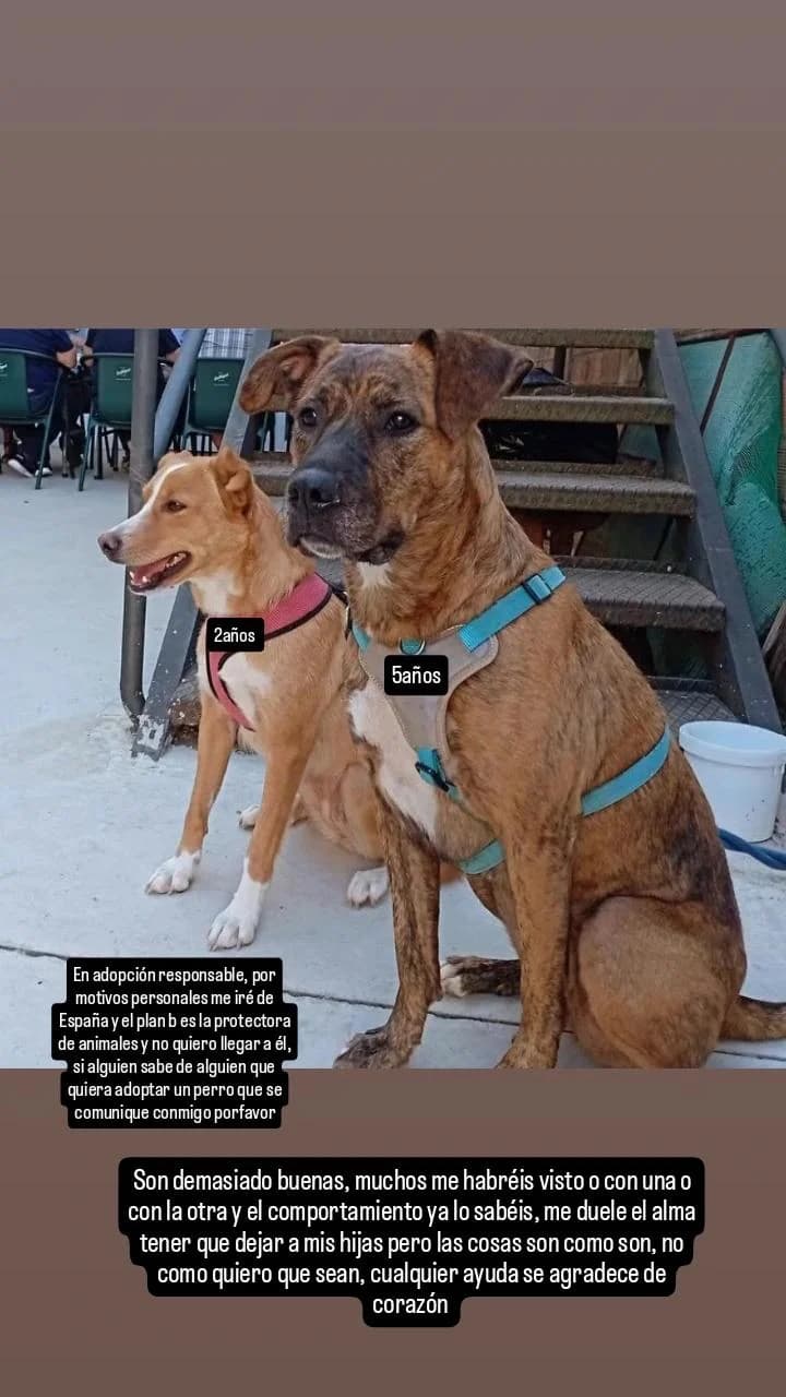 URGE UN HOGAR PARA ELLAS, female Mixed Breed for adoption at Protectora Lydia Argilés