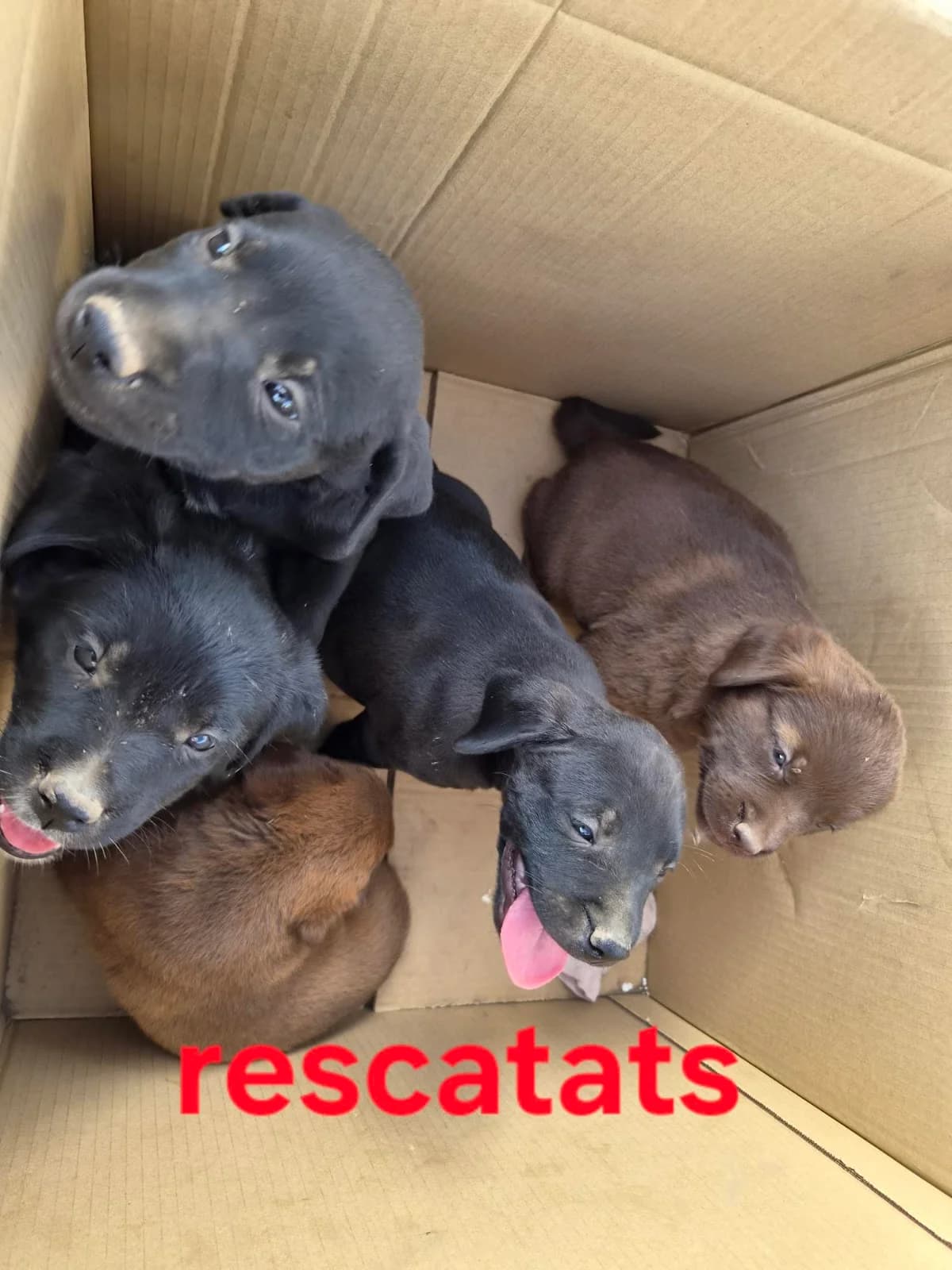 5 CACHORROS ABANDONADOS, Labrador Retriever for adoption at Protectora Lydia Argilés