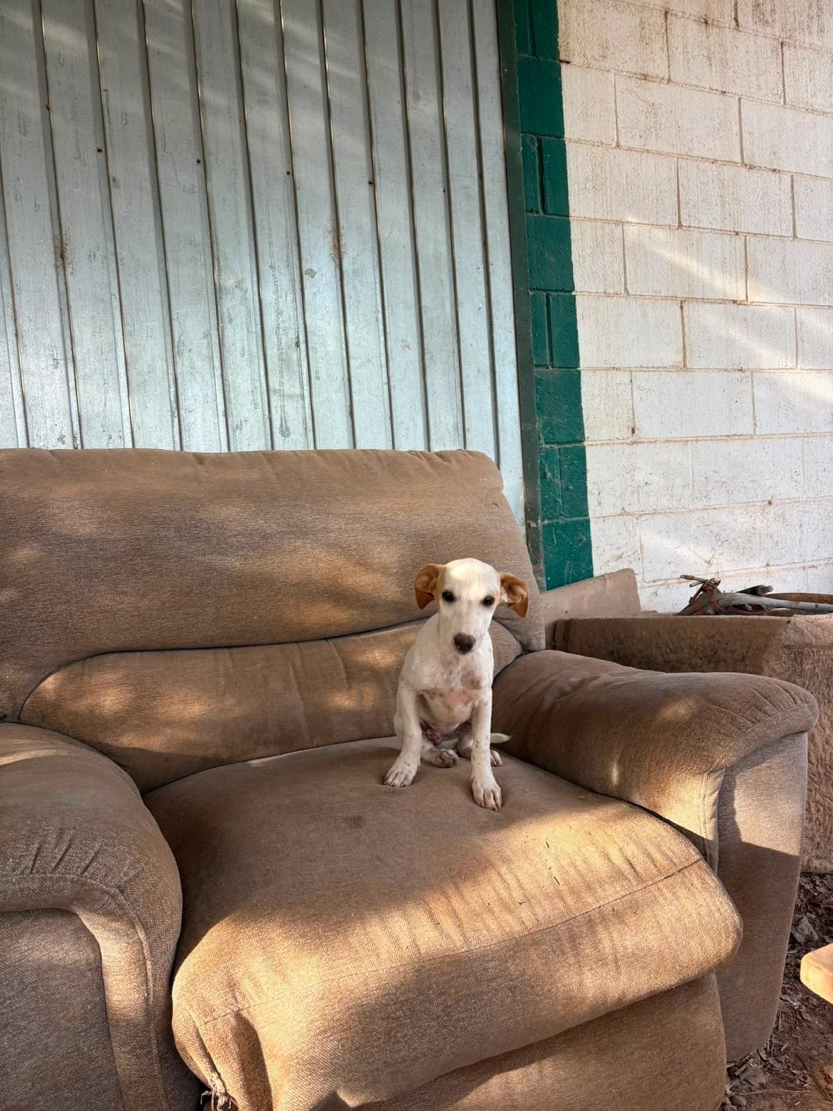RESCATADA, female puppy Mixed Breed for adoption at Protectora Lydia Argilés