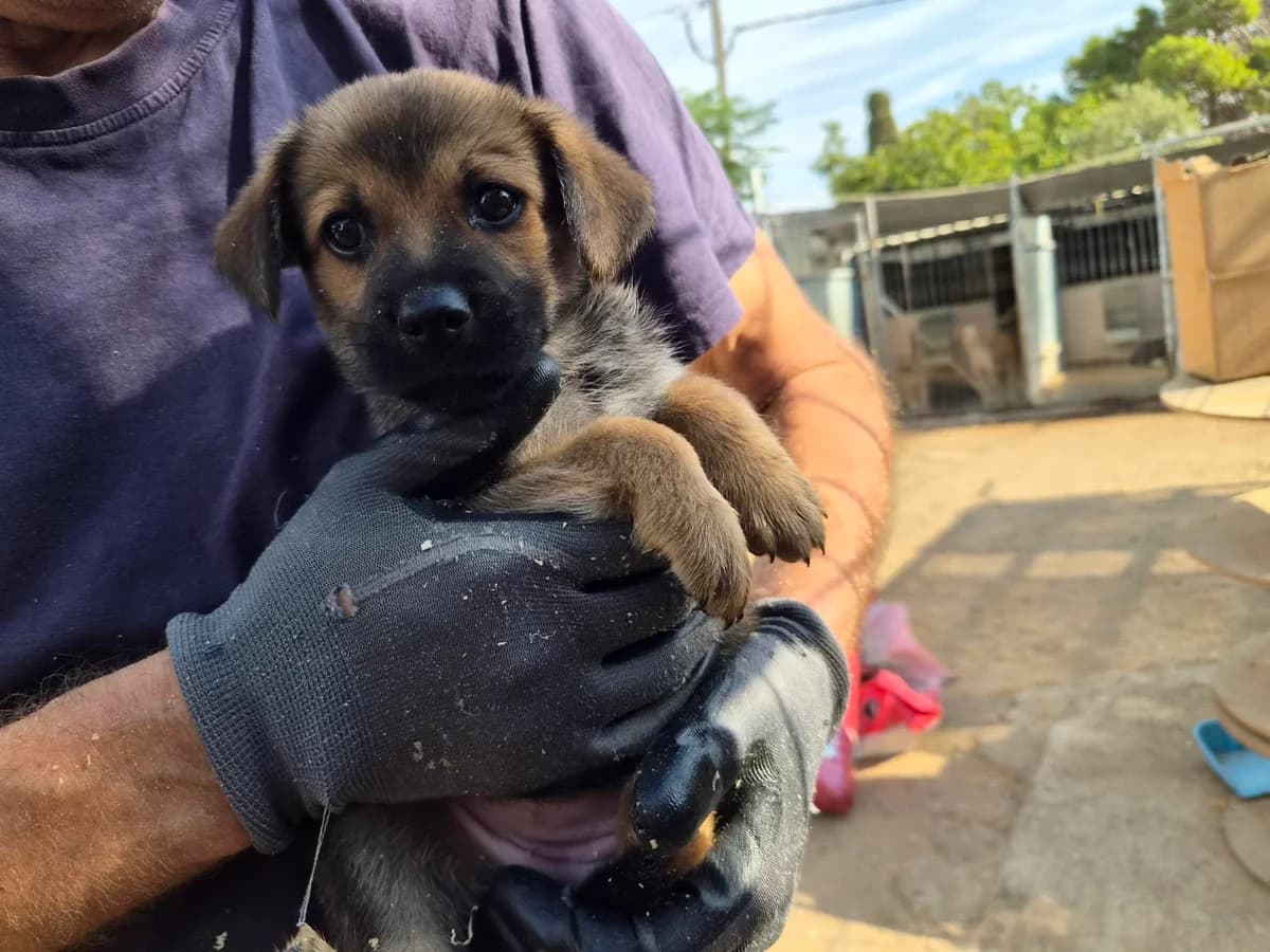 ABANDONADA EN LA CARRETERA, female Mixed Breed for adoption at Protectora Lydia Argilés