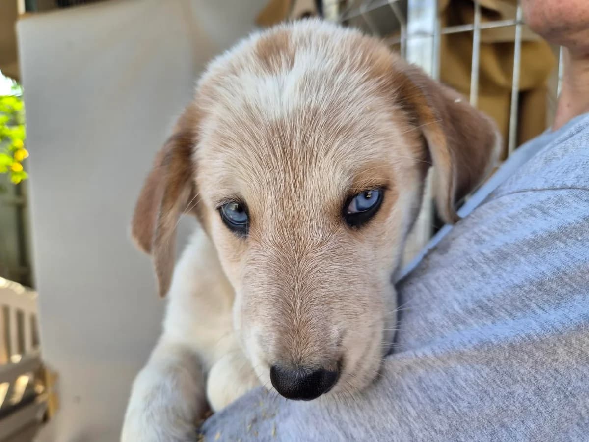 CINCO ANGELITOS MAS, male puppy Mixed Breed for adoption at Protectora Lydia Argilés