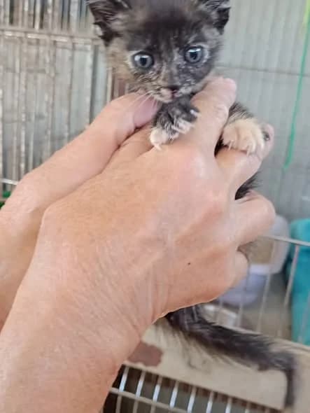 PARA ADOPTAR, female puppy Mixed Breed for adoption at Protectora Lydia Argilés