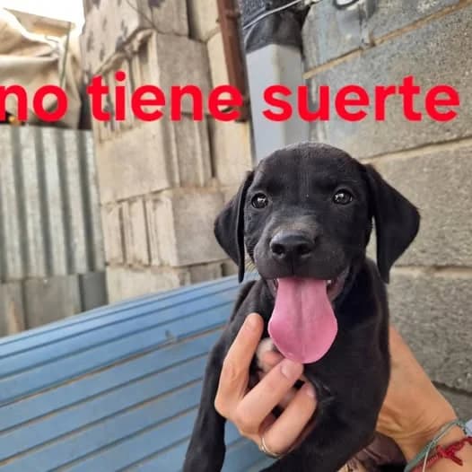 SEGUN QUIENES, NO SE MERECEN TENER UN 4 POTES, Mixed Breed for adoption at Protectora Lydia Argilés