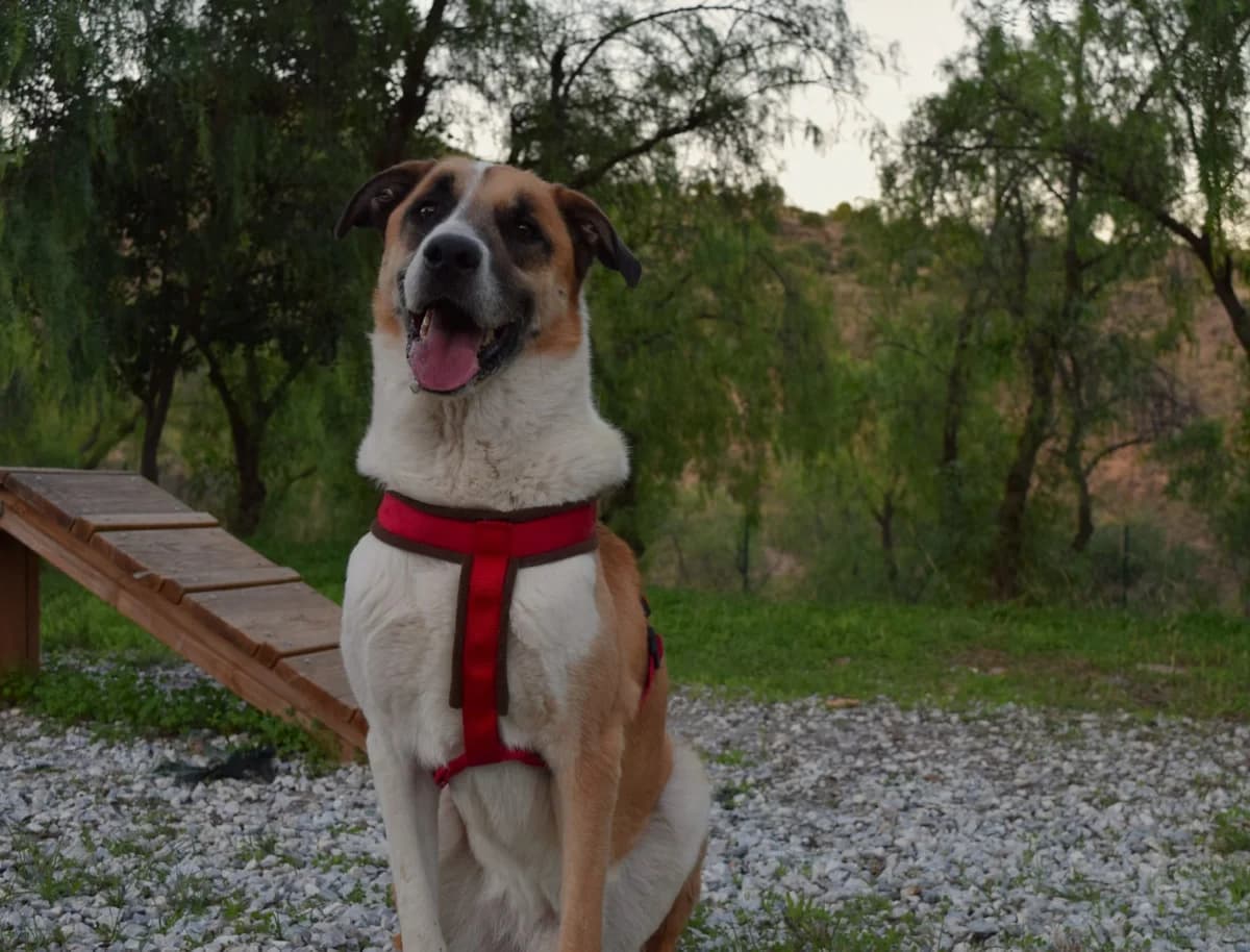 Figo, male puppy mixed breed for adoption at Protectora Malaga, Málaga