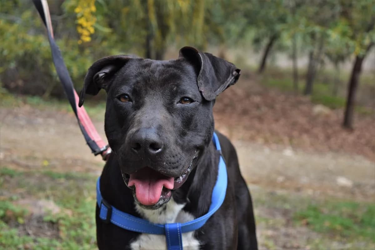 D�lar, male mixed breed for adoption at Protectora Malaga, Málaga