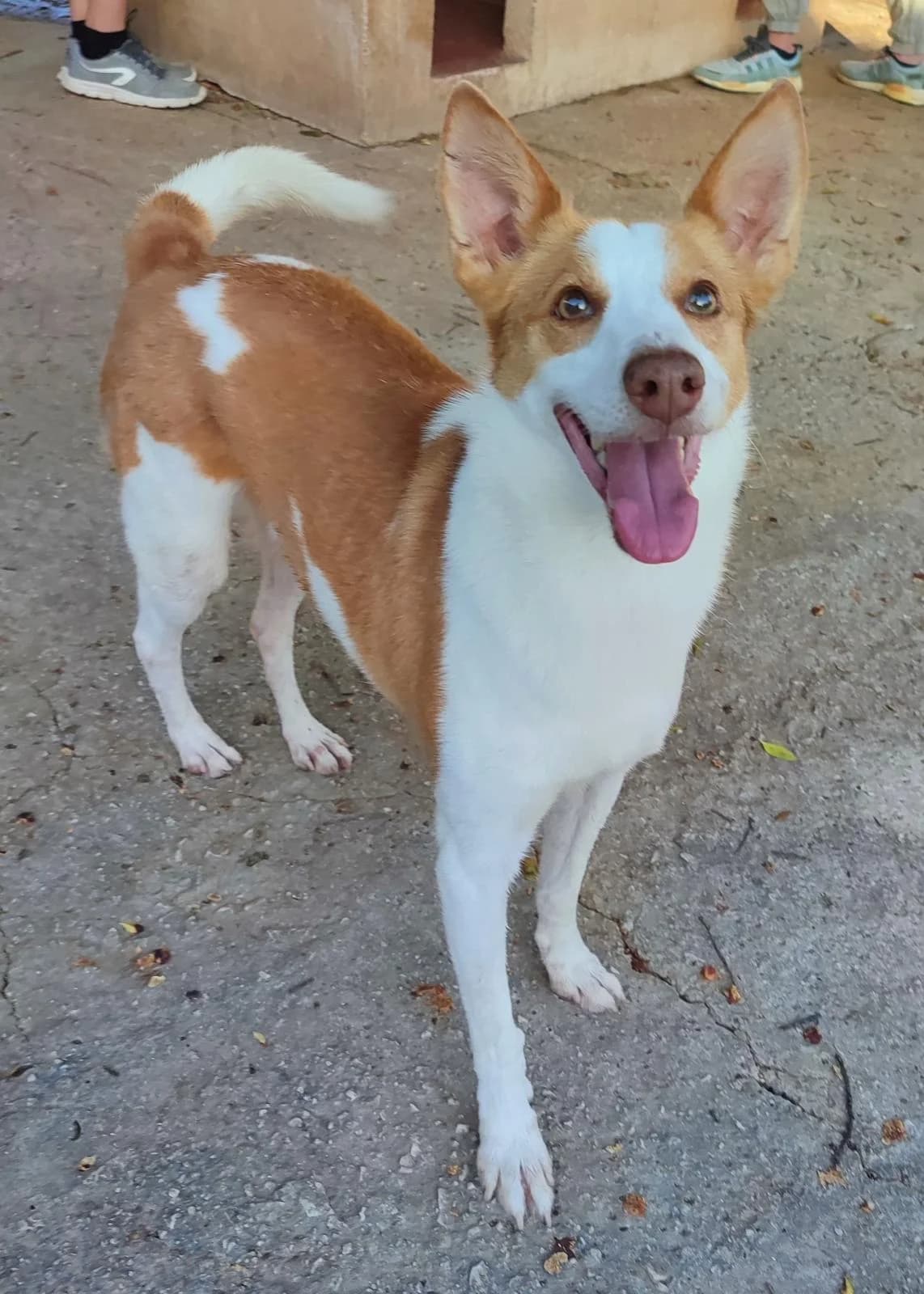 Pongo, male Podenco for adoption at Protectora Malaga, Málaga