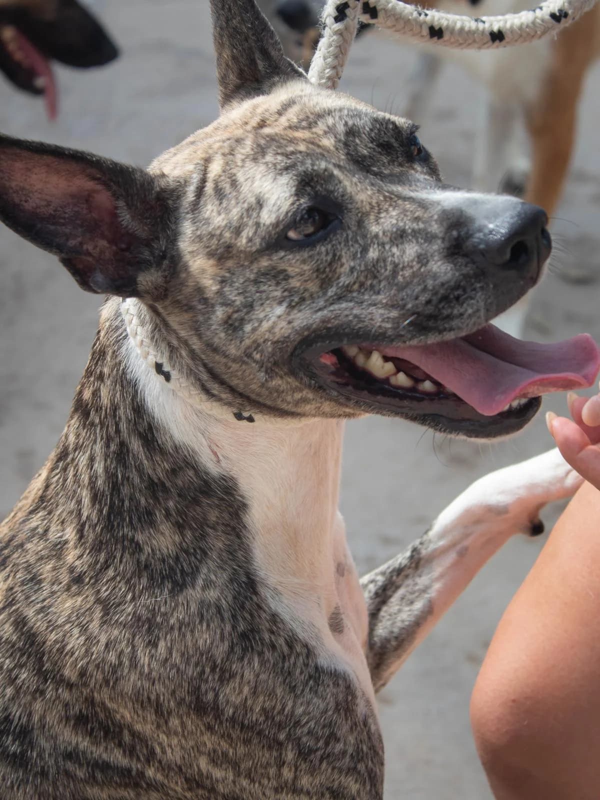 HERA, female Mixed Breed for adoption at Protectora Malaga, Málaga