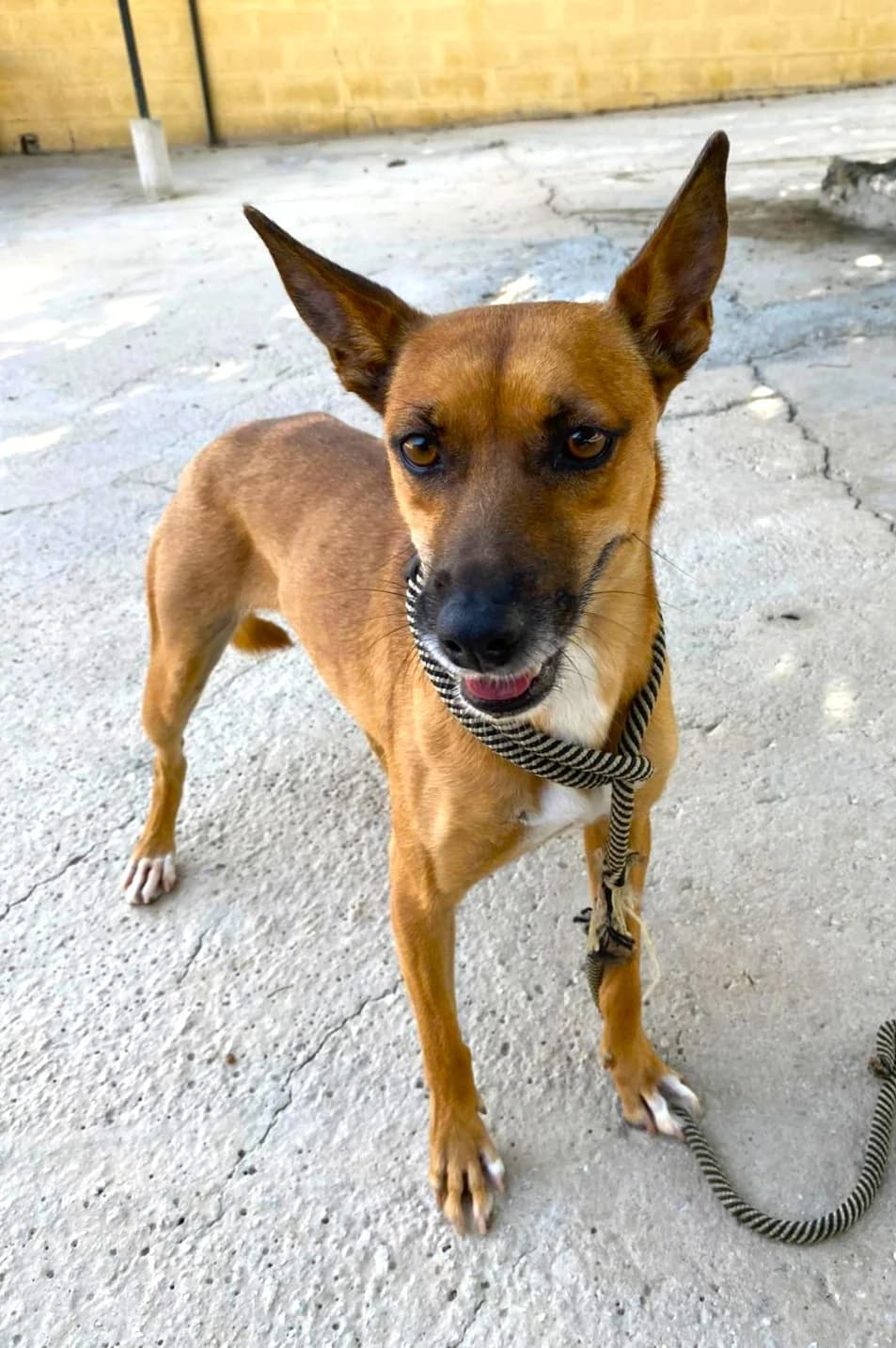 Carlota, female Podenco for adoption at Protectora Malaga, Málaga