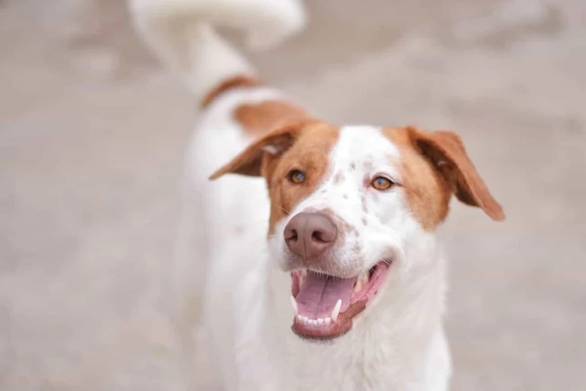 Astaroth, male Mixed Breed for adoption at Protectora Malaga, Málaga