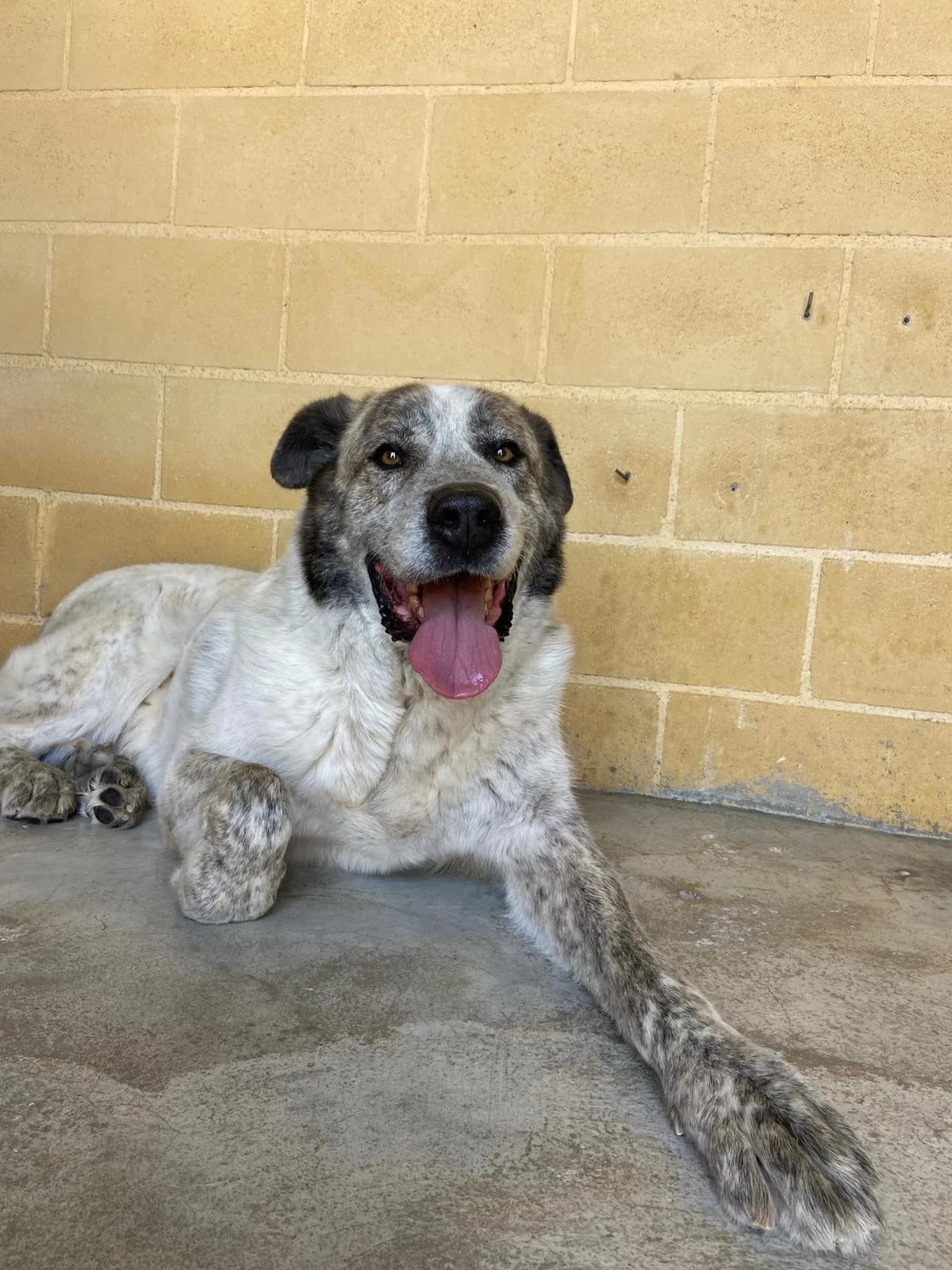 Pepe, male mixed breed for adoption at Protectora Malaga, Málaga