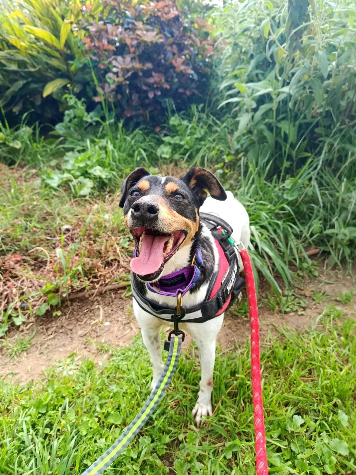 Mike, male mixed breed for adoption at Protectora Malaga, Málaga