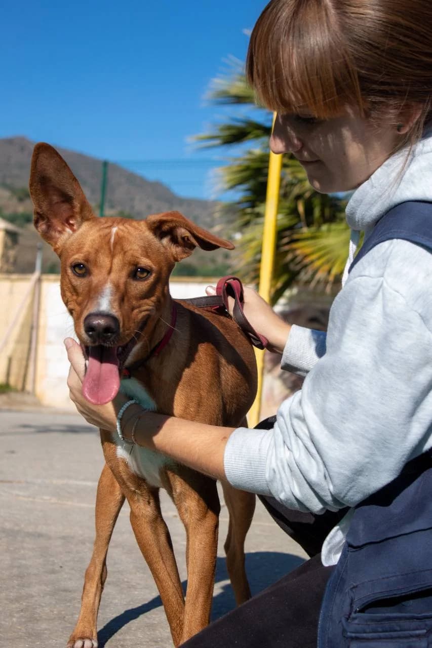 VIENTO, male Podenco for adoption at Protectora Malaga, Málaga