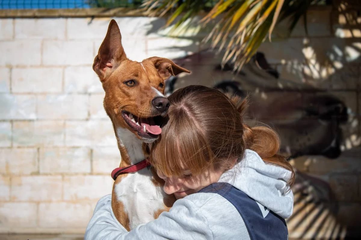 VIENTO, male Podenco for adoption at Protectora Malaga, Málaga