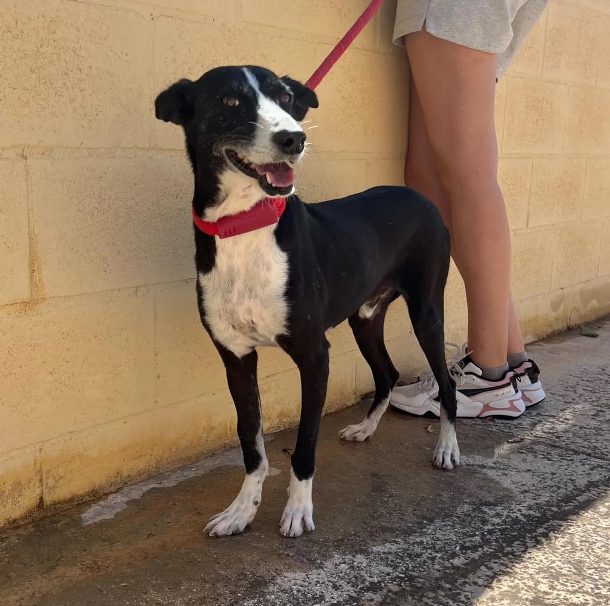 Rayo, male Podenco for adoption at Protectora Malaga, Málaga