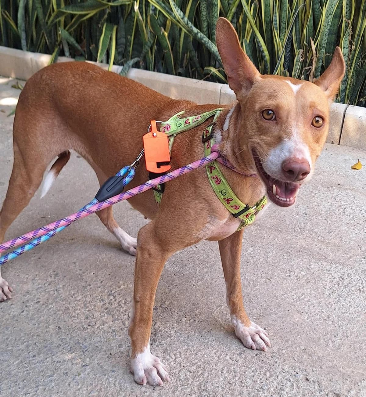 Rubita, female Podenco for adoption at Protectora Malaga, Málaga