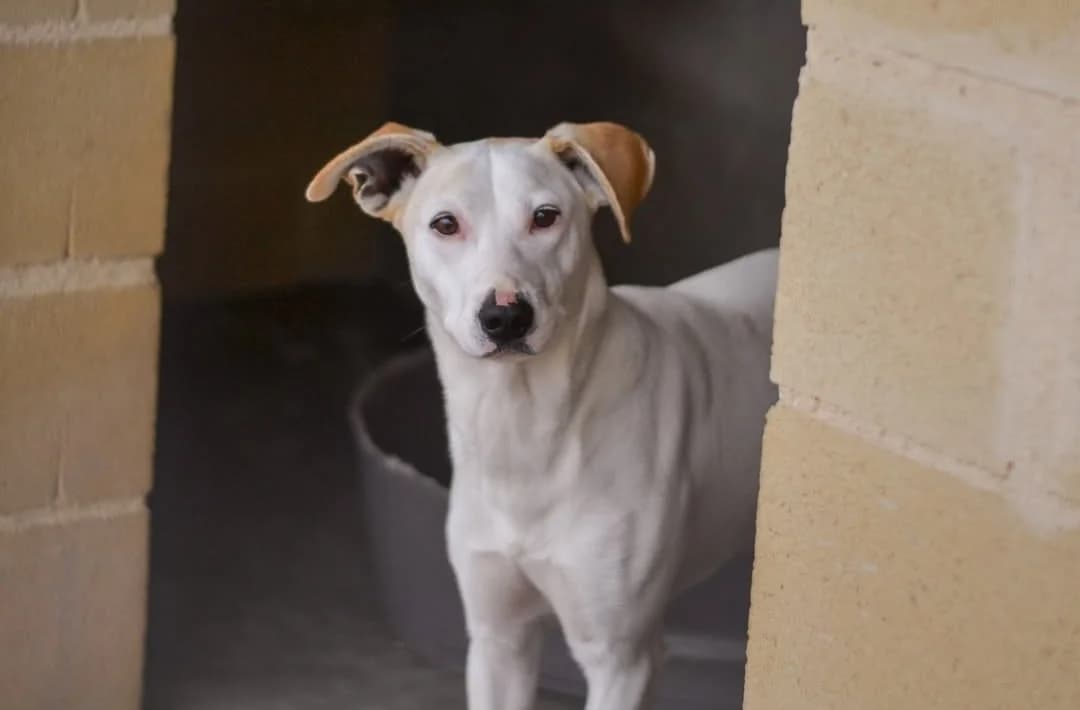 Asterix, male Mixed Breed for adoption at Protectora Malaga, Málaga