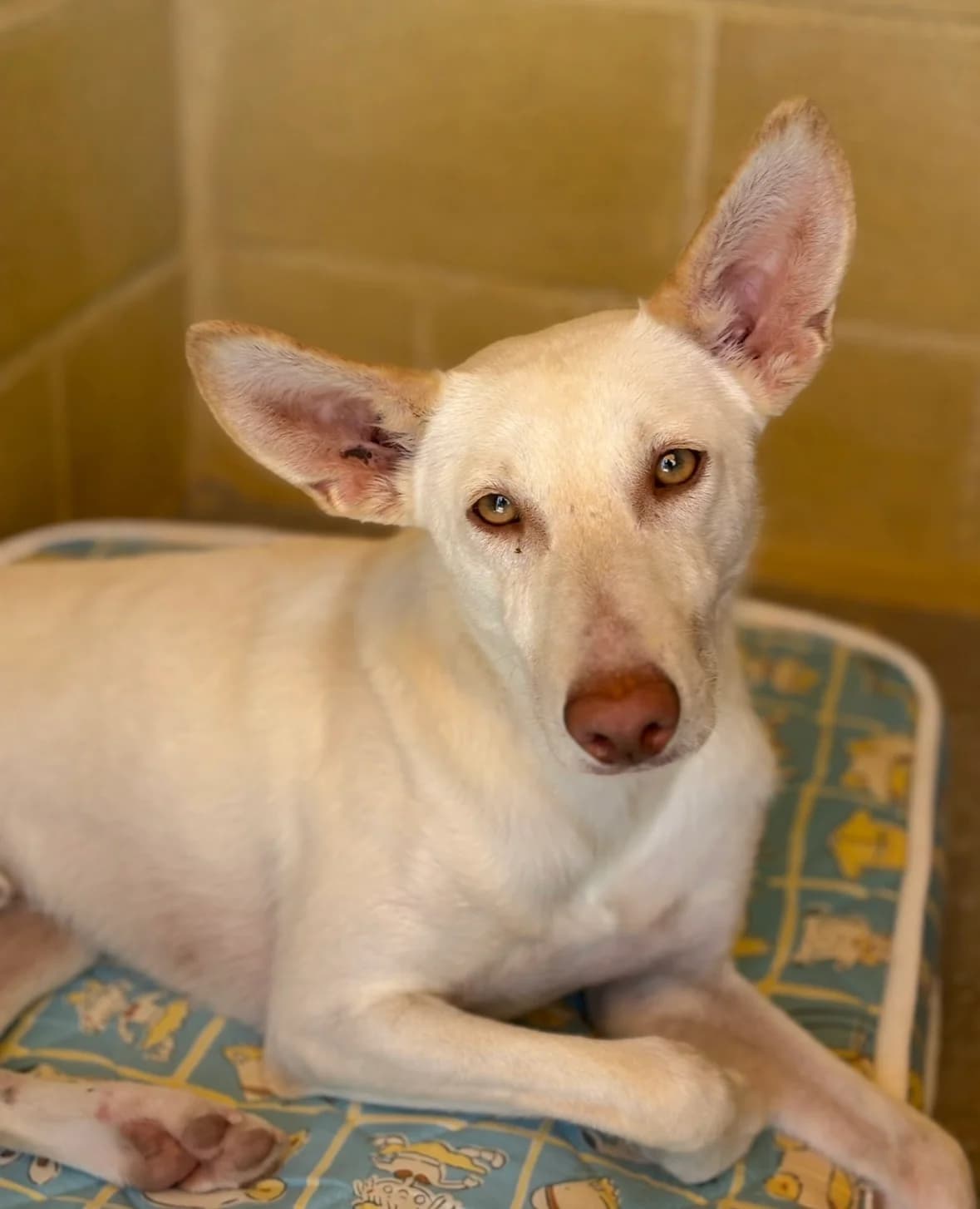 Garbanzo, male Podenco for adoption at Protectora Malaga, Málaga