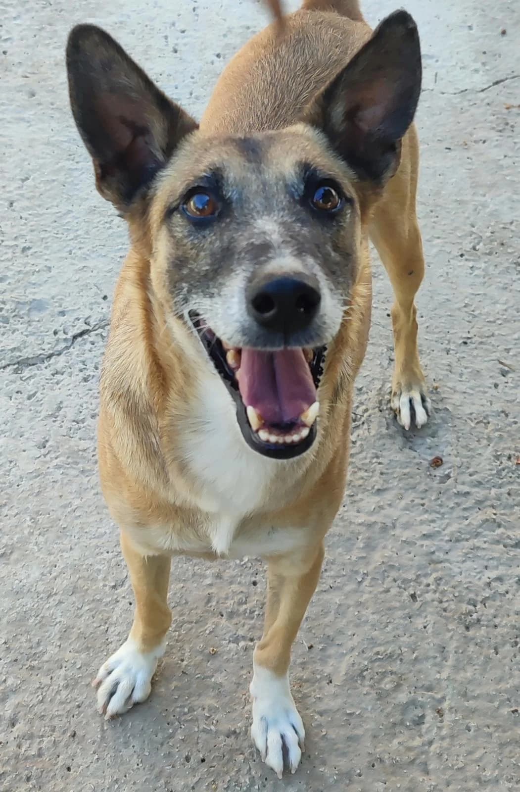 Nilo, male Mixed Breed for adoption at Protectora Malaga, Málaga