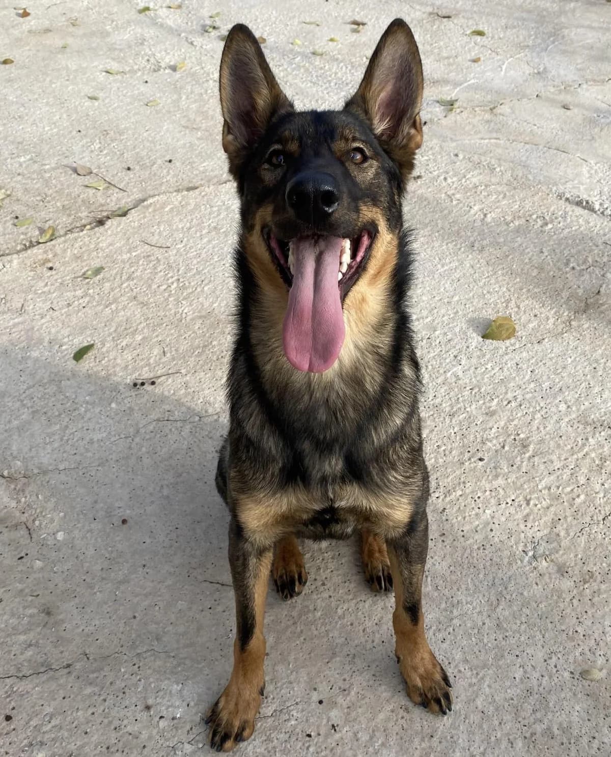 Guly, male puppy Belgian Malinois for adoption at Protectora Malaga, Málaga