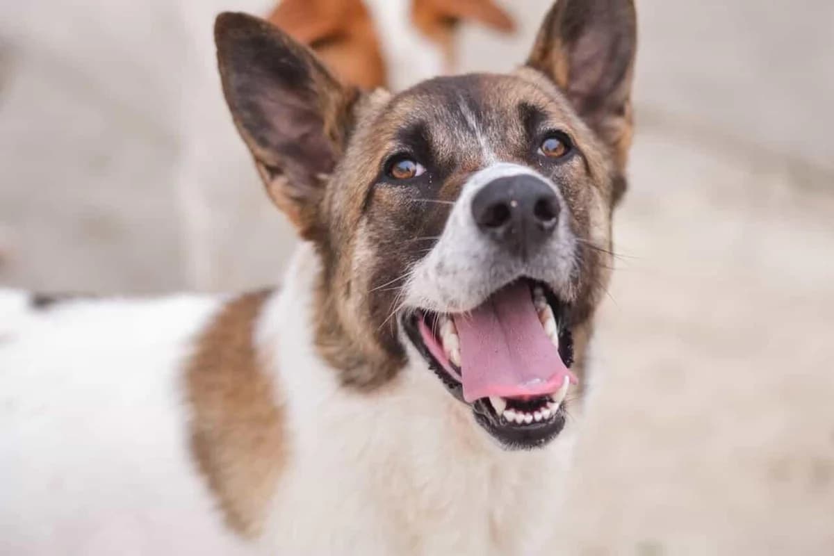 Phoebe, female mixed breed for adoption at Protectora Malaga, Málaga