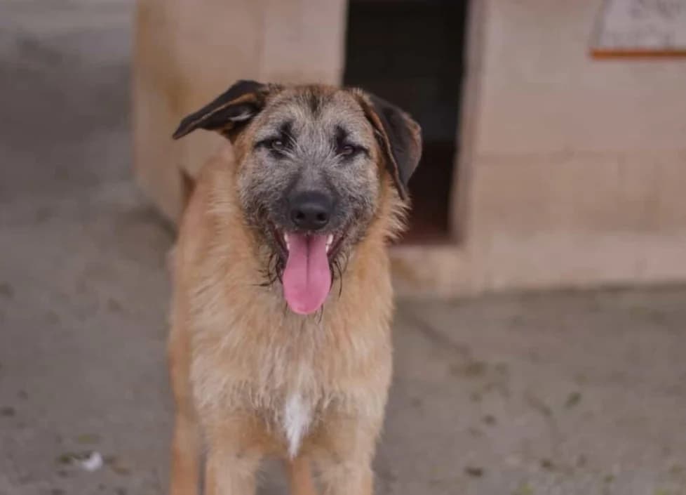 Juanillo, male Spanish Mastiff for adoption at Protectora Malaga, Málaga
