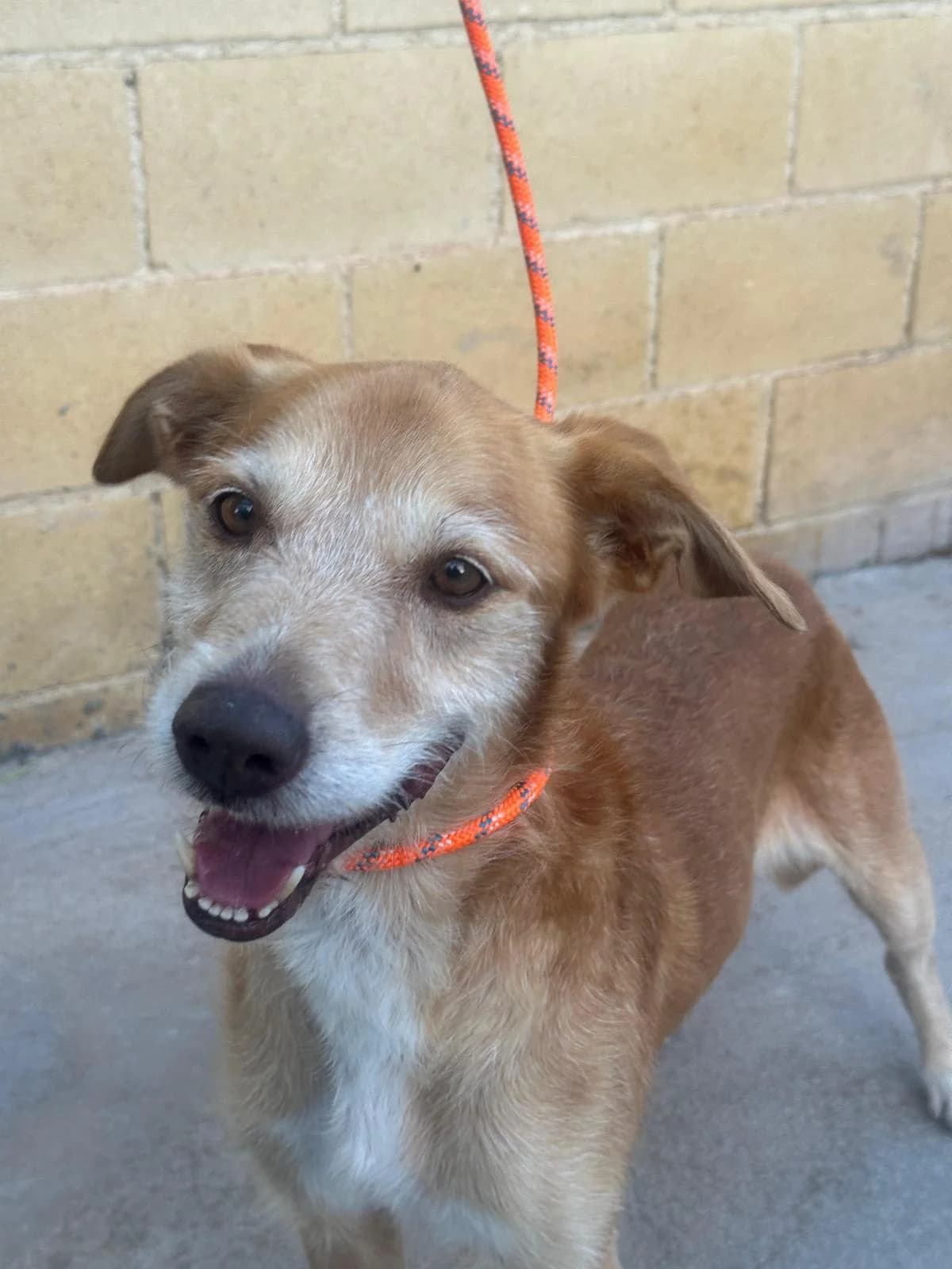 Canelo, male senior Mixed Breed for adoption at Protectora Malaga, Málaga