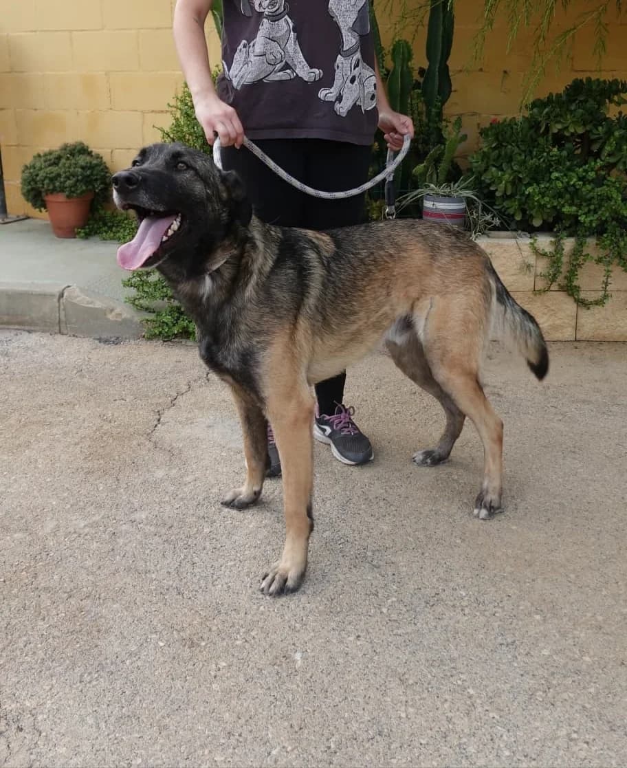 Spike, male Belgian Malinois for adoption at Protectora Malaga, Málaga