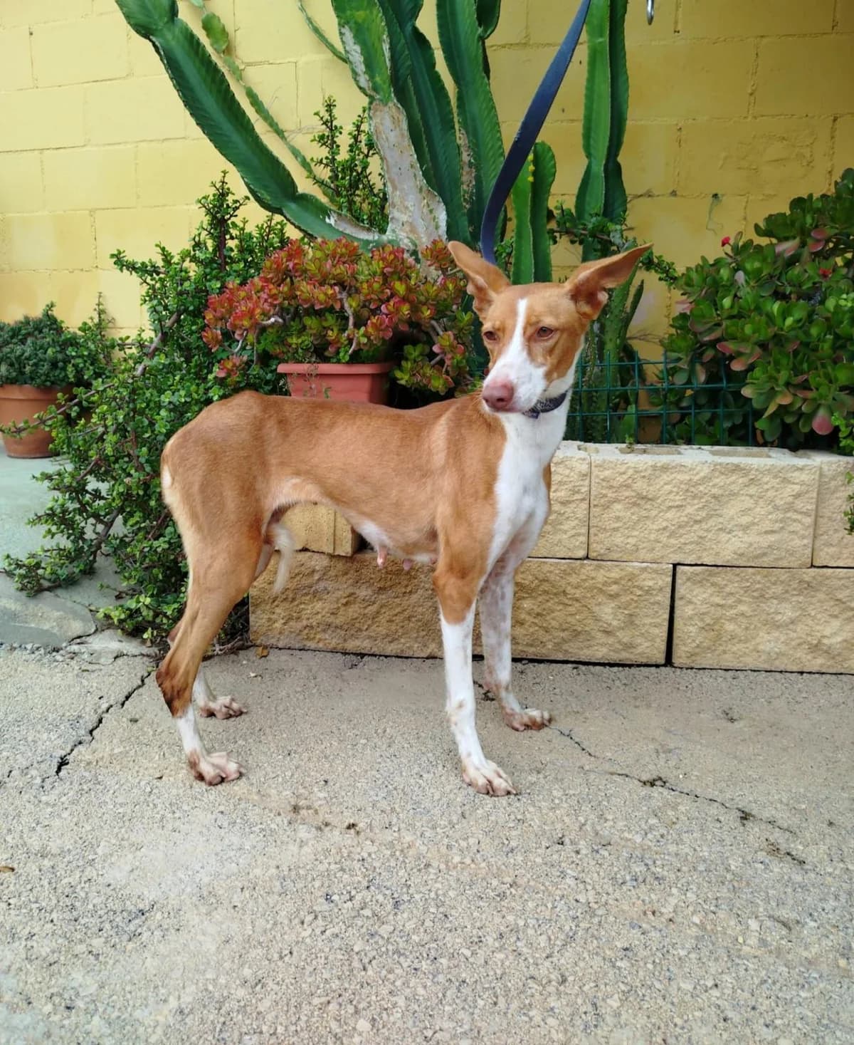 Zafira, female Podenco for adoption at Protectora Malaga, Málaga