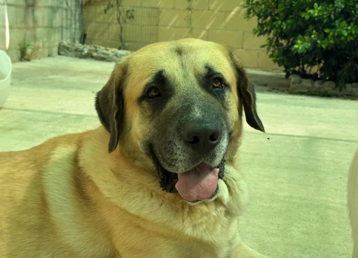 Zazu, male mixed breed for adoption at Protectora Malaga, Málaga