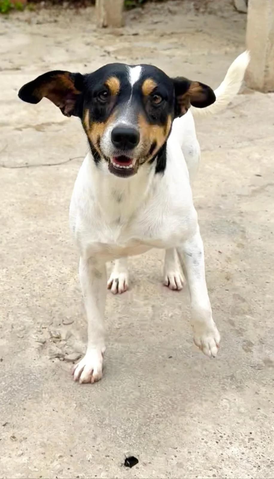 Uranio, male mixed breed for adoption at Protectora Malaga, Málaga
